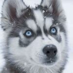 husky-aesthetic-wallpaper-18
