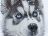 husky-aesthetic-wallpaper-18