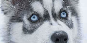 husky-aesthetic-wallpaper-18