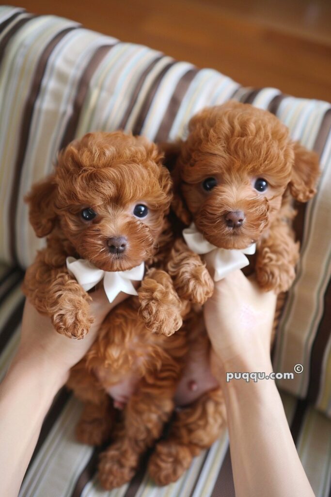 teacup-puppies-11