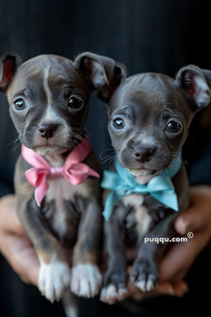 teacup-puppies-23