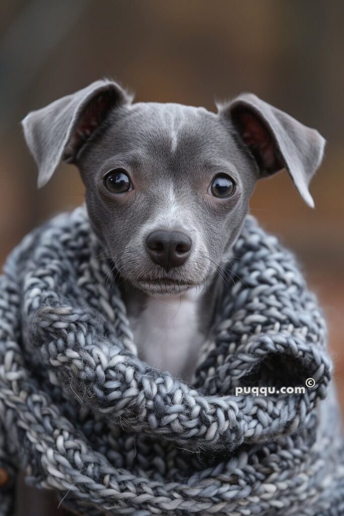 teacup-puppies-81