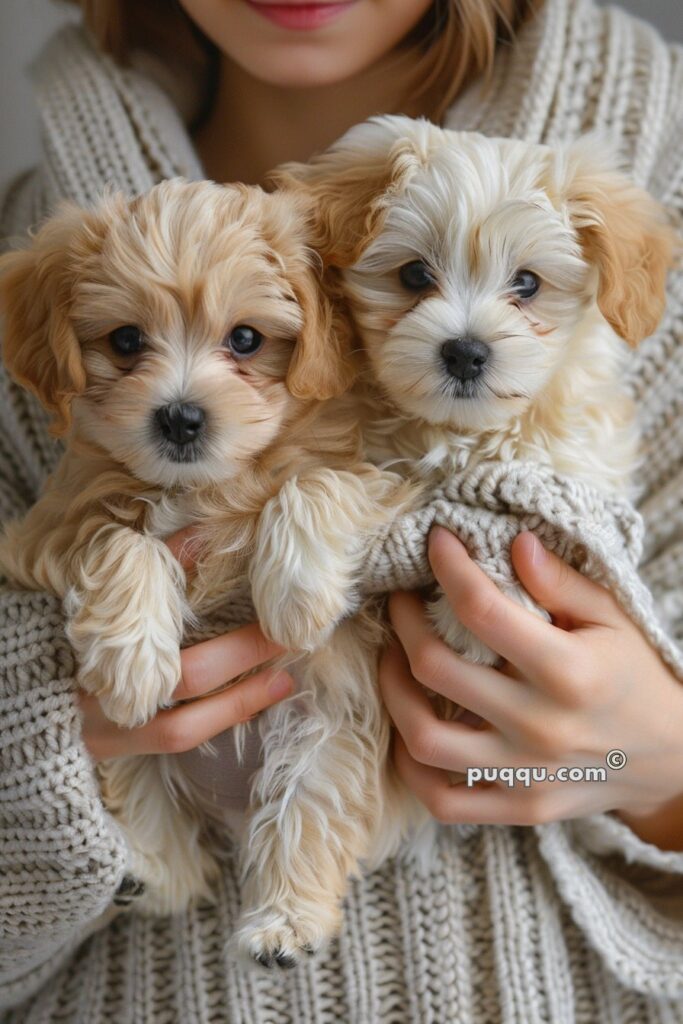 teacup-puppies-87