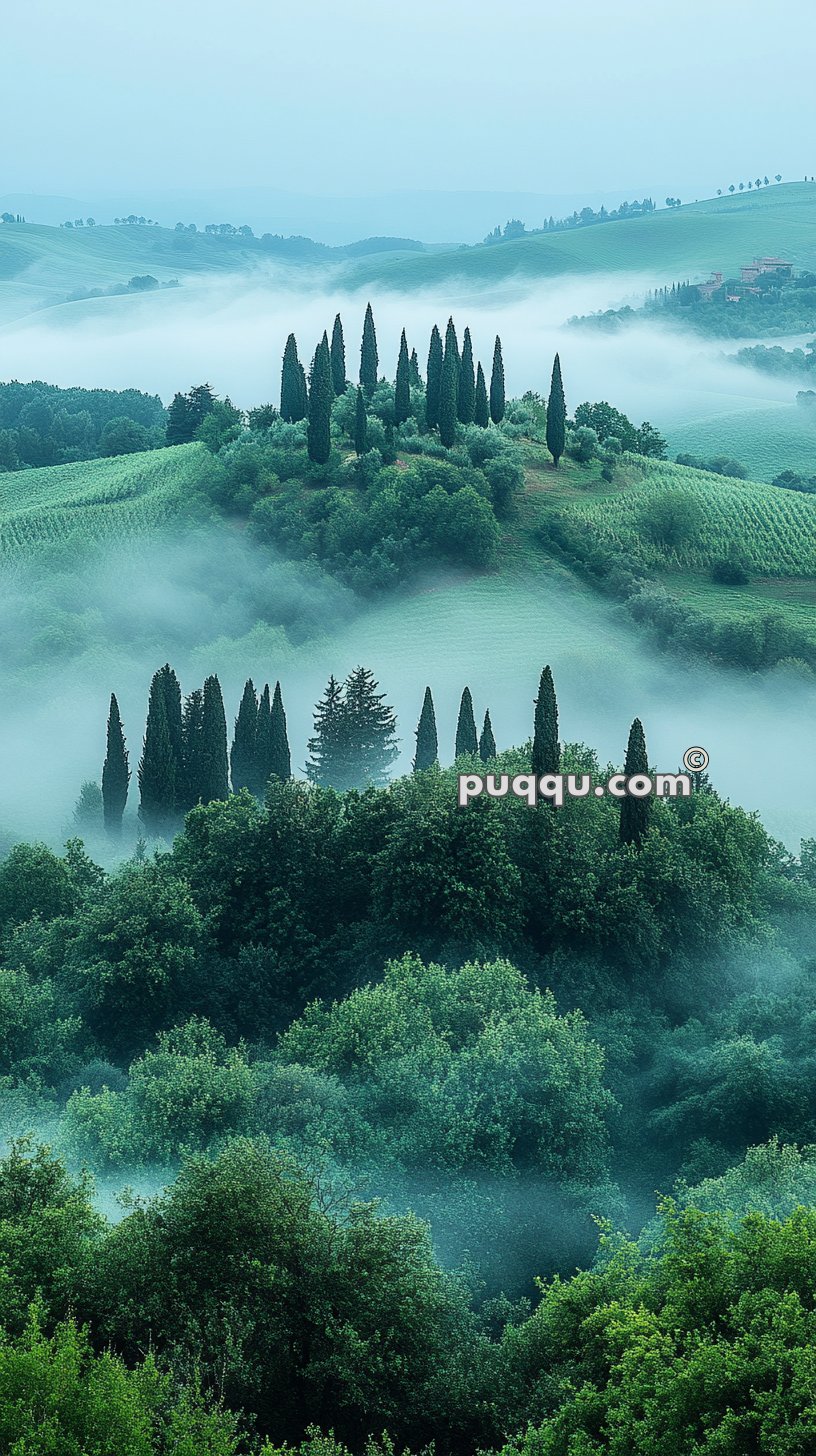 Misty landscape with rolling green hills, tall cypress trees, and dense forest.